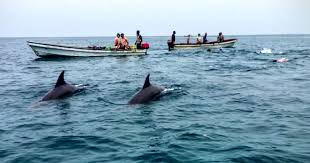 Dolphin Kizimkazi Photo 5